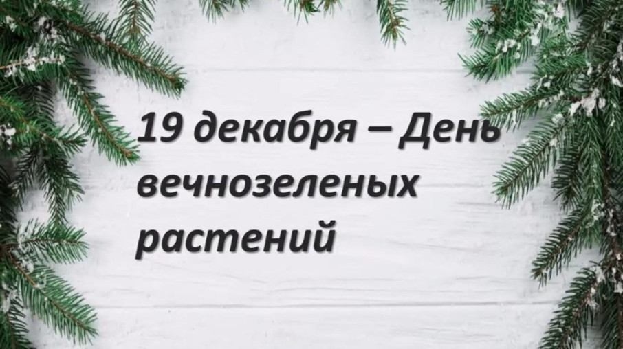 День вечнозеленых растений День вечнозеленых растений.